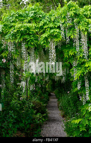 Weiße Wisteria Sinensis Bogen gewölbten Pergola Tunnel Blume Blumen Spaziergang Gehweg Abdeckung abgedeckt blühenden Kletterer Frühling RM Floral Stockfoto