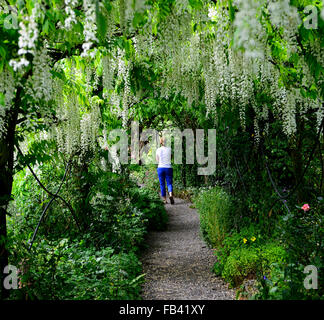 Weiße Wisteria Sinensis Bogen gewölbten Pergola Tunnel Blume Blumen Spaziergang Gehweg Abdeckung abgedeckt blühenden Kletterer Frühling RM Floral Stockfoto