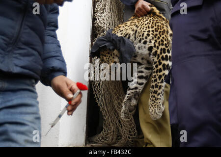 Kathmandu, Nepal. 9. Januar 2016. Ein Arzt der Nepal Zoo tragen eine betäubte Leopard, nachdem das Tier ein Wohnhauses in neue Baneshwor, Kathmandu, Nepal am Samstag, den 9. Januar 16 getreten war. Das wilde Tier, jedoch wurde von einem gemeinsamen Team von Polizei und Zoo Beamten kontrolliert und zum Shivapuri National Park am nördlichen Stadtrand von Kathmandu gesendet wurde. Bildnachweis: Skanda Gautam/ZUMA Draht/Alamy Live-Nachrichten Stockfoto