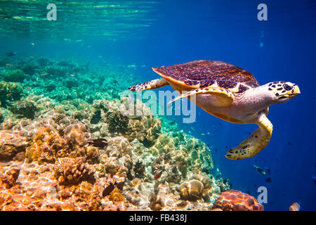 Echte Karettschildkröte - schwebt Eretmochelys Imbricata unter Wasser. Malediven Indischer Ozean Korallenriff. Stockfoto