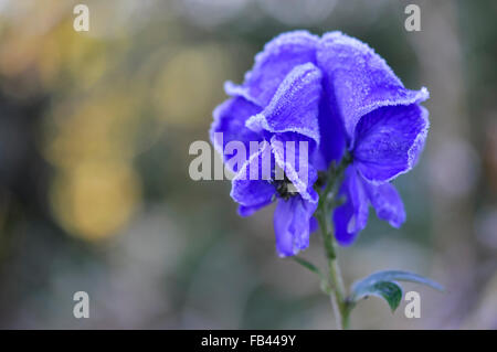 Gefrostet blau Blumen von einem Aconitum Carmichaelli in einem englischen Garten. Stockfoto