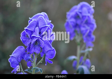 Gefrostet blau Blumen von einem Aconitum Carmichaelli in einem englischen Garten. Stockfoto