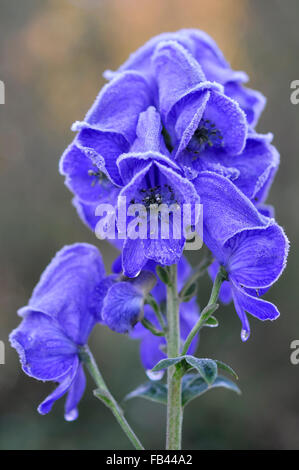 Gefrostet blau Blumen von einem Aconitum Carmichaelli in einem englischen Garten. Stockfoto