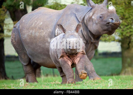 Im Hochformat eines jungen indischen Nashorn Kalb mit Mutter Stockfoto