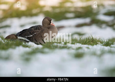 Zwei weiße – Blässgänse Gänse / arktische Gänse (Anser Albifrons) ruht auf dem Schnee bedeckt Weide am unteren Rhein, Deutschland. Stockfoto