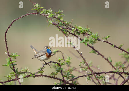 Hübsche Blaukehlchen / Blaukehlchen (Luscinia Svecica) singt sein Lied von dornigen Ranken von einem Blackberry-Busch umgeben. Stockfoto