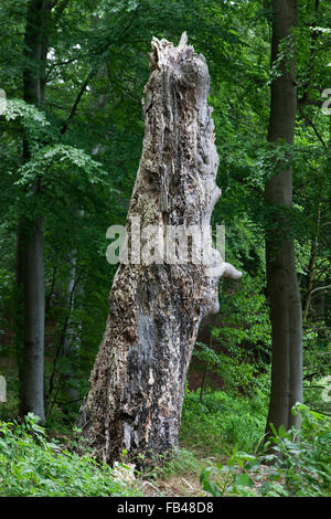 Alten verrottende Baumstumpf im Wald Stockfoto