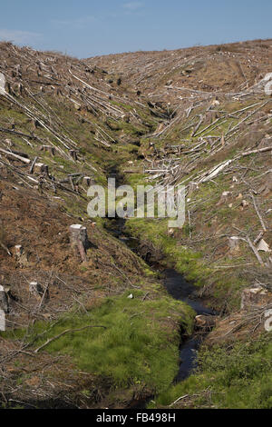 Syke (kleiner Bach) in einem neu gefällt Abschnitt von Wald, Kielder Forest, Northumberland, England, UK. Stockfoto