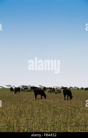 Rinder grasen auf freiem Feld in der Sonne in der Nähe von South Allington, South Devon Stockfoto