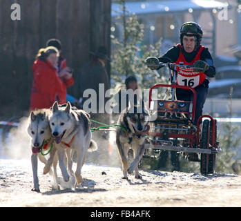 Hasselfelde, Deutschland. 9. Januar 2016. Friedhelm Splitter aus dem SSNH Club begibt sich mit seinen Hunden im ersten Hundeschlitten-Rennen 2016 in Hasselfelde, Deutschland, 9. Januar 2016. Aufgrund mangelnder Schnee lief die internationale Schlittenhunderennen im "Westernstadt" Pullman City mit Karren. Mehr als 70 Teilnehmern und mehr als 300 Hunde startete das Rennen. Foto: MATTHIAS BEIN/DPA/Alamy Live-Nachrichten Stockfoto