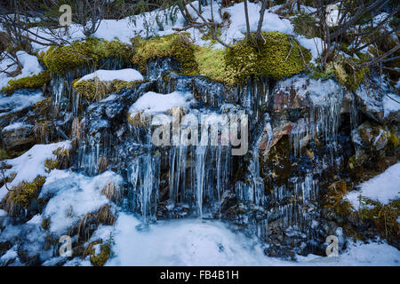 Icycles gebildet auf einem moosigen Berg Felsen im Winter Stockfoto