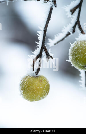 Gefrorenen Apfel auf Zweig im Winter Stockfoto