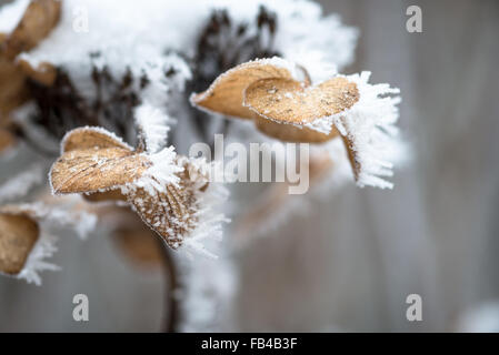 Gefrorene Hortensien blühen im Winter Stockfoto