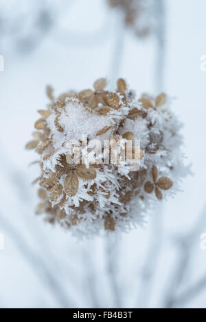 Gefrorene Hortensien blühen im Winter Stockfoto