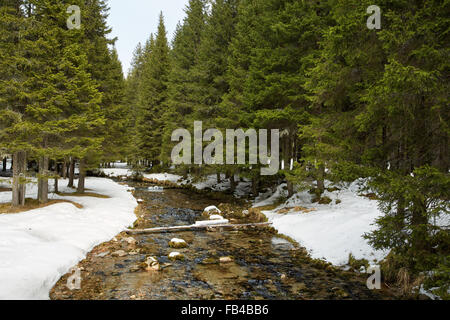 Gebirgsbach fließt durch Tannenwald im Winter Stockfoto