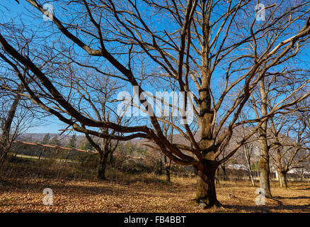 Wald mit hundertjährigen sehr große Eichen im Herbst Stockfoto