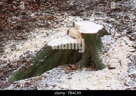 Stumpf im Wald. Nach dem Fällen eines Baumstumpf Stockfoto