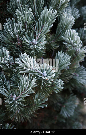 Winterfrost auf Kiefer, Weihnachtsbaum-Nahaufnahme Stockfoto