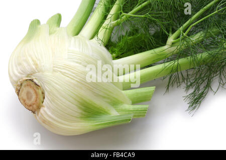 frische Finocchio, Florenz Fenchel Birne isoliert auf weißem Hintergrund Stockfoto