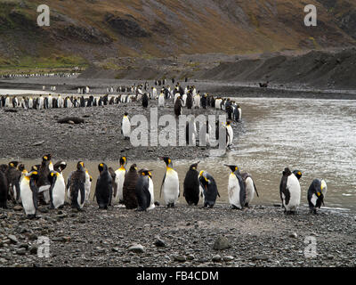 Süd-Georgien, Cumberland Bay, Jason Hafen, Königspinguine Stockfoto