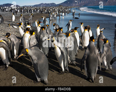 South Atlantic, Südgeorgien, Bucht der Inseln, König, Pinguine auf Salisbury Plain Strand Stockfoto