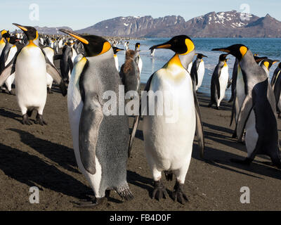 Südatlantik, Südgeorgien, Bucht der Inseln, king Pinguine am Strand von Salisbury Plain Stockfoto