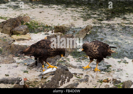 Südatlantik, Falkland, Karkasse Island, gerastert Caracara Phalcoboenus Australis am Strand Essen Fisch gefangen im Falle Stockfoto