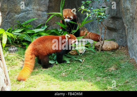 Zwei niedliche rote Pandas Essen Bambus Stockfoto