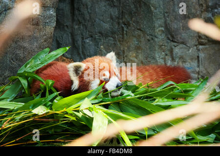 Süße rote Panda Festlegung Stockfoto