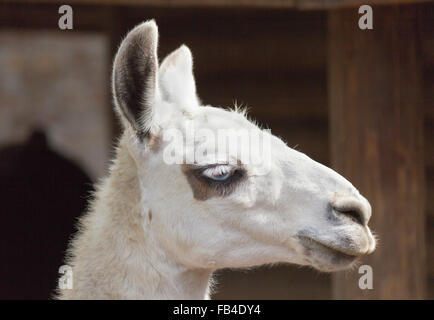 Lama Stockfoto