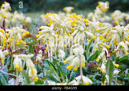 Schlüsselblumen blühen Stockfoto