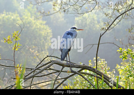 Graureiher Ardea Cinerea, thront auf einem Weidenzweig in der frühen Morgensonne Stockfoto