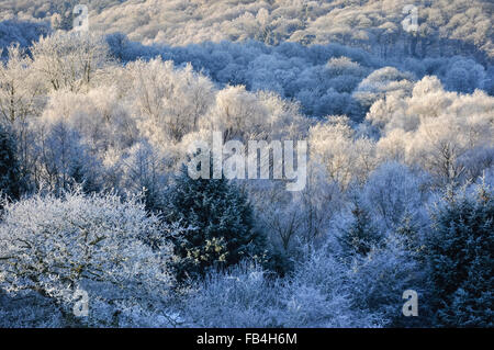 Englischen Wald in Raureif bedeckt an einem kalten Wintermorgen. Stockfoto