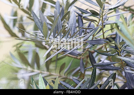 Nahaufnahme, wenn silberne Bltter und Zweige von Olivenbaum. Detail der  Olea europaea Pflanze an beigefarbenen Wnden. Leerer Kopierbereich, keine  Personen. Natrlich Stockfotografie - Alamy