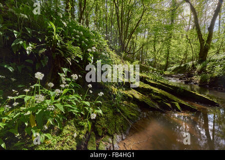 Alten Wald im Frühling mit Bärlauch Stockfoto