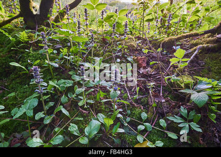 Signalhorn, Ajuga Reptans in Blüte Stockfoto