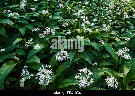 Bärlauch, Allium Ursinum, in Blüte Stockfoto