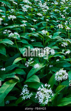Bärlauch, Allium Ursinum, in Blüte Stockfoto