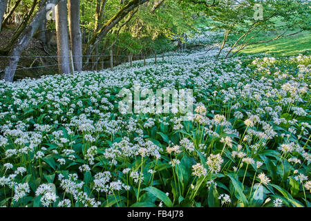 Narren, Knoblauch oder Bärlauch Blüte Stockfoto