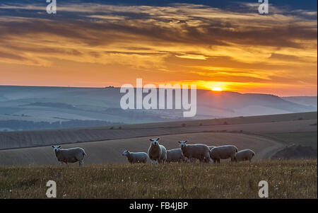 Schafe auf den South Downs bei Sonnenuntergang Stockfoto