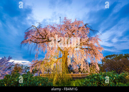 Maruyama-Park in Kyoto/Japan während des Frühlingsfestes Kirschblüte. Stockfoto