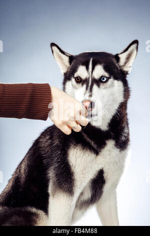 Erwachsene weibliche Husky im Studio. Emotionale des Hundes Stockfoto