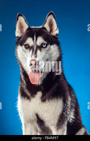 Erwachsene weibliche Husky im Studio. Emotionale des Hundes Stockfoto