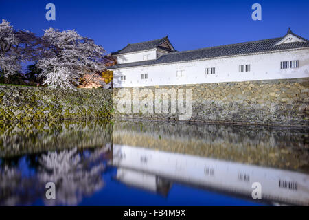 Hikone, Japan Sakura Kirsche Bäume im äußeren Hikone Burggraben. Stockfoto