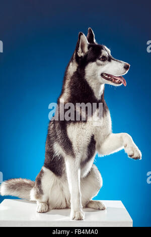 Erwachsene weibliche Husky im Studio. Emotionale des Hundes Stockfoto