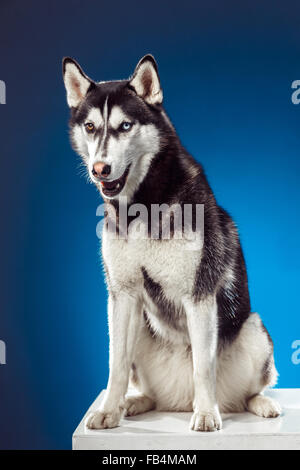 Erwachsene weibliche Husky im Studio. Emotionale des Hundes Stockfoto