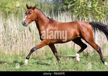 Arabischer Hengst läuft Galopp über Sommerwiese Stockfoto