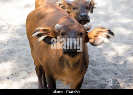 Afrikanische Wald Büffel (Syncerus Caffer Nanus) Stockfoto