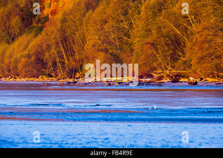 Lagune bei Sonnenaufgang, Vancouver Island Stockfoto