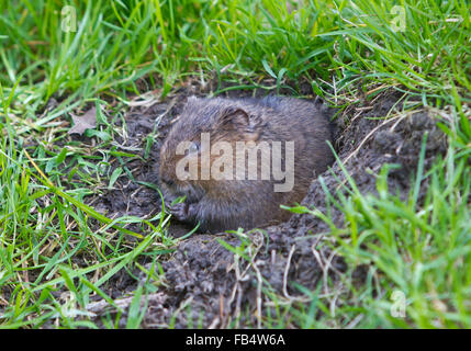 Europäische Schermaus, Arvicola Amphibius im Fuchsbau Eingang sitzen. Grass Essen Stockfoto